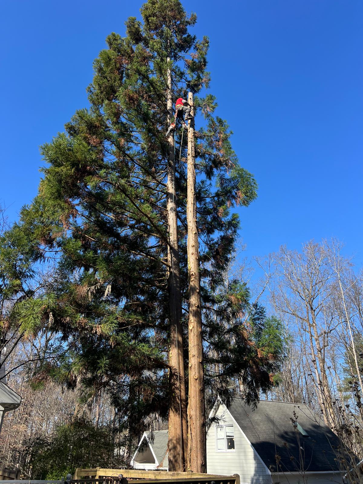 Tall Pine Removal, Atlanta